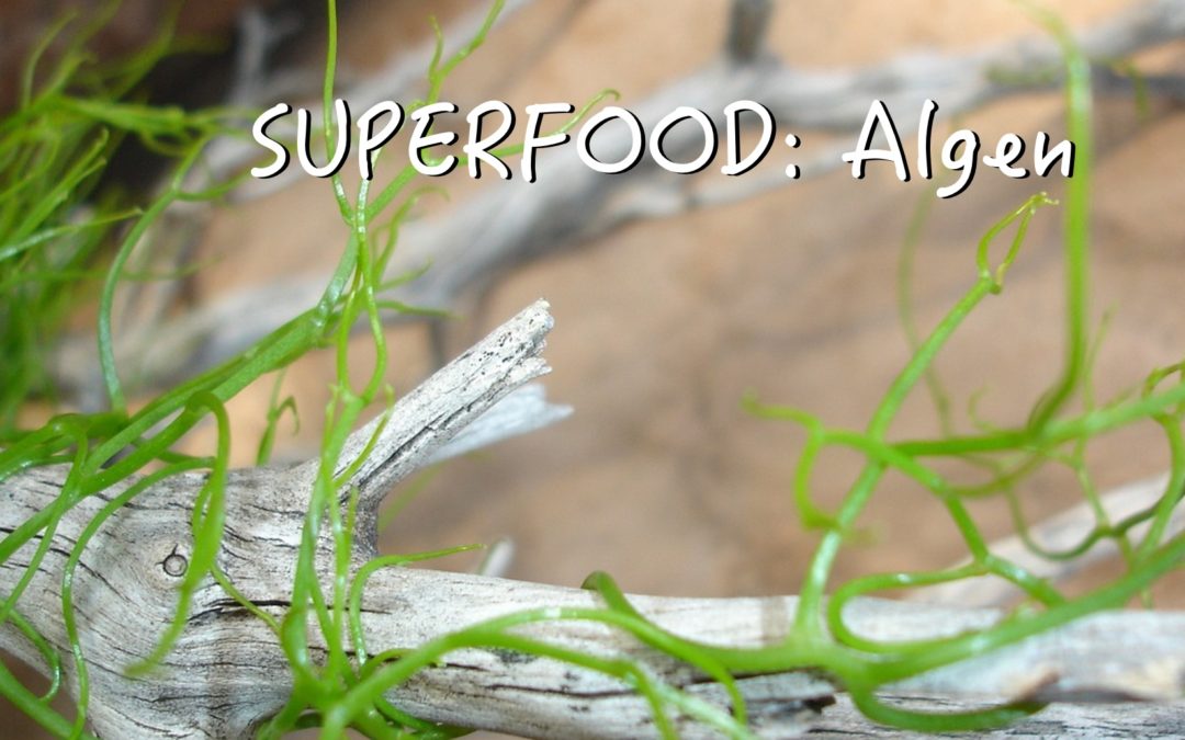 Chlorella-Algen – DAS Superfood :)